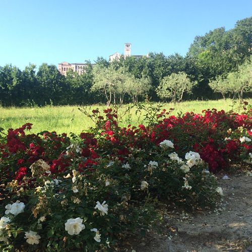 agriturismo-san-damiano