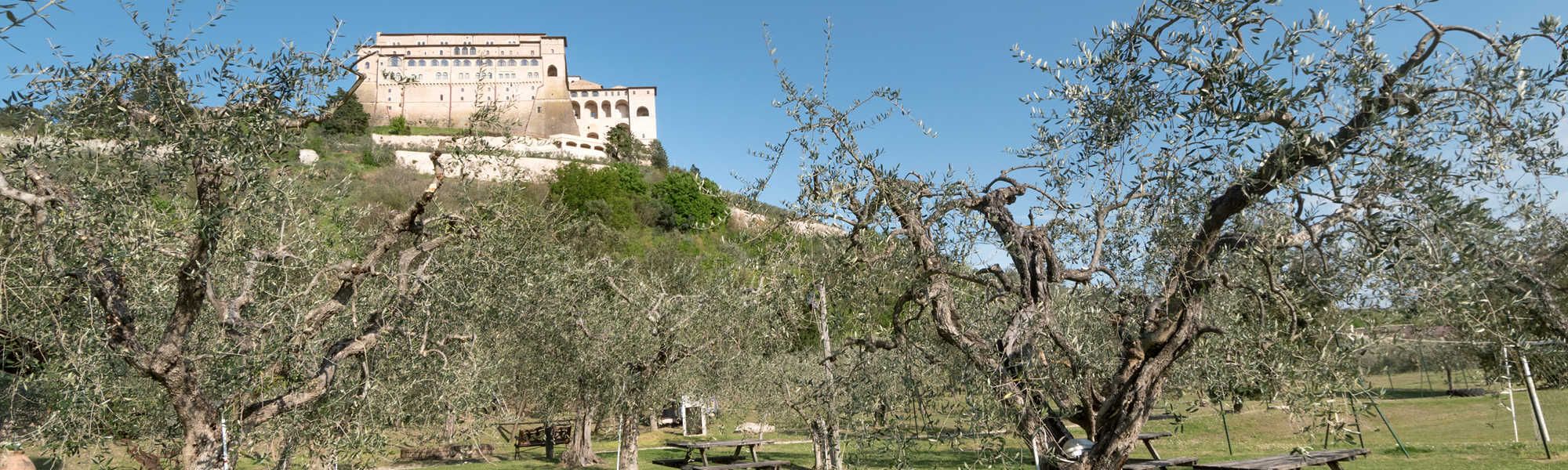 Cover image for Il nostro olio